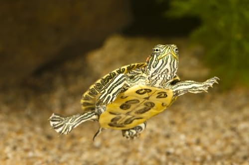 Aquatic Turtle 3/8" x 1/8" 30% Protein Floating Sticks for Aquatic & Semi Aquatic Red Ear, Painted. Map, Soft Shell Pond Turtles...WL 6oz Sm Jar