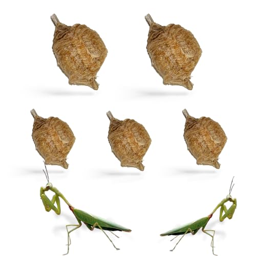 USMANTIS Praying Mantis Ootheca Egg Case (Five Egg Case) - Beneficial for Stem Education and Gardening, Each Egg Case Produces Approximately up to 400 Baby Nymphs (T Sinensis) - size: Pack of 5