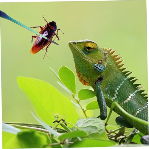 BESTonZON 2PCS Stainless Steel Aquarium Feeding Tweezers Set Curved and Straight PET Feeding Tongs for Lizards Snakes and Reptiles Long Handle Tools for Terrarium and Aquatic Plants