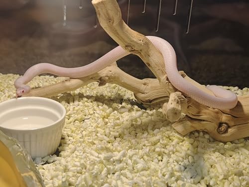 AWXZOM Large Reptile Branch, 15-17inch Length, Carefully Selected and Polished for Reptile Climbing Branch,Each one is Unique