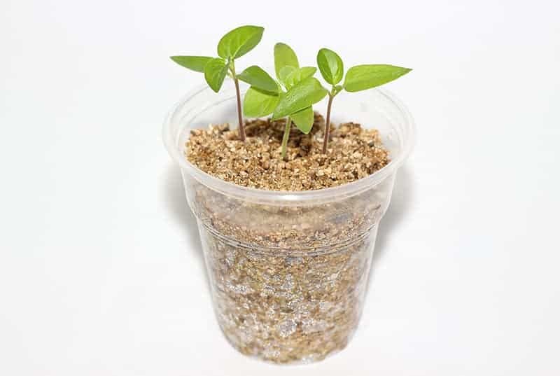 Gardenera Premium Perlite and Vermiculite 50/50 Mix - Achieve The Perfect Balance of Air, Moisture, and Nutrients - 4 Quart - size: 4 Quart Bag, style: 50/50 Perlite & Vermiculite Potting Blend