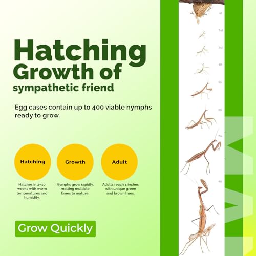 USMANTIS Praying Mantis Ootheca Egg Case (Five Egg Case) - Beneficial for Stem Education and Gardening, Each Egg Case Produces Approximately up to 400 Baby Nymphs (T Sinensis) - size: Pack of 5