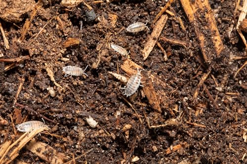 Finn's Frog Farm Deluxe Isopod and Millipede Substrate with Calcium - (1 Gallon), Brown