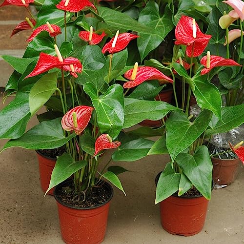 Gardenera Anthurium Planting Soil - Nurture Your Plants with a Premium Potting Mix - 10 QUARTS - size: 10 Quart Bag