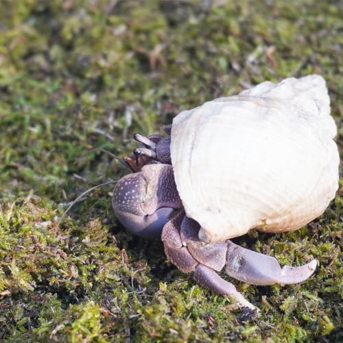3.5oz Hermit Crabs Substrate, Ideal for Hermit Crab Supplies for Tank Habitat - size: 3.5oz