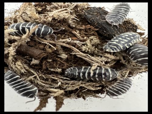 Isopod Substrate (30% Flake Soil) (4 qt), by Critters Direct