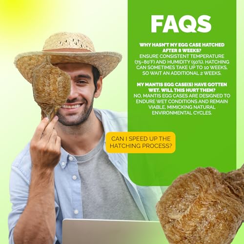 USMANTIS Praying Mantis Ootheca Egg Case (Five Egg Case) - Beneficial for Stem Education and Gardening, Each Egg Case Produces Approximately up to 400 Baby Nymphs (T Sinensis) - size: Pack of 5