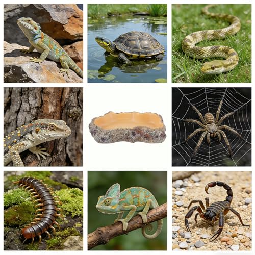 Reptile Food Dish, Terrarium Water Bowl, Feeding Bowl for Reptile Amphibian Pets (Large) - size: Medium