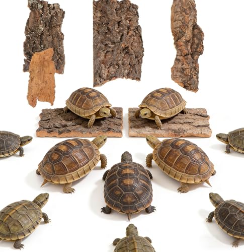 Cork Bark for Reptiles, 4PCS Cork Terrarium Background, Pet Reptile Bark Bearded Dragon Tank Accessories for Bearded Dragon Lizard Geckos Tortoise, 3.2 to 5.5Inch