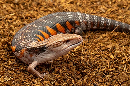 Microchip Coconut Substrate for Inverts and Reptiles Loose Fine Coconut Husk Chip Mix Reptile and Tarantula Bedding for Terrarium Floor (36 Quart (2 Pack)) - size: 36 Quart (2 Pack)