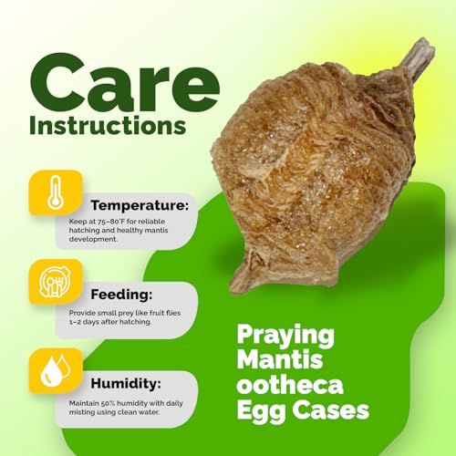 USMANTIS Praying Mantis Ootheca Egg Case (Five Egg Case) - Beneficial for Stem Education and Gardening, Each Egg Case Produces Approximately up to 400 Baby Nymphs (T Sinensis) - size: Pack of 5