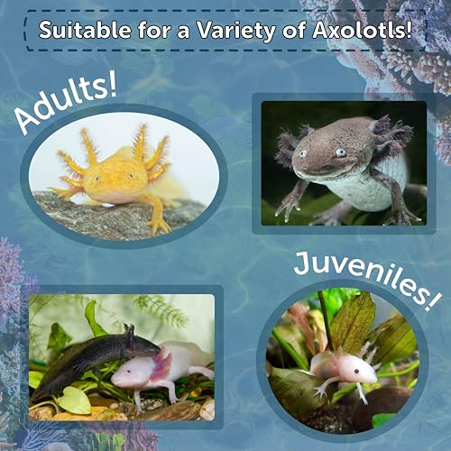Axolotl Food, 3/16" Soft Moist Sinking Pellets, Rangen's Salmon Meal Pellets for Medium & Adult Axolotl. Also Shrimp, Snails, Crabs, All Tropical Fish...11oz Small Jar | For Adult Axolotl, Also for Shrimp, Snails, Crabs, Crayfish, Bottom Tropical Fish - s