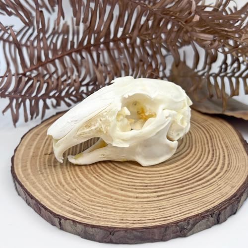 Taxidermy Real Cottontail Rabbit Animals Skull Decor - Model Animals Bones Specimen,Taxidermy Supplies for Science Education,Collection (Rabbit) - style: Rabbit Skull