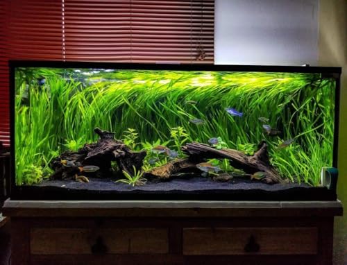 Azil Natural Driftwood 10'' - 15'' Perfect Aquarium Decoration! Ideal for Fish Tanks, Freshwater Aquariums, terrariums, aquascaping, hardscaping,Aquatic Plants. - size: Driftwood 10'' - 12''