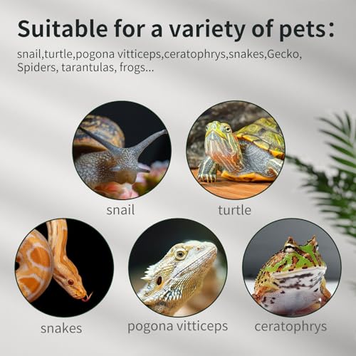 Reptile Glass Terrarium Tank 12"*8"*6",Small Cage Full View with Top Screen Ventilation Habitat Enclosure for Tarantula,Frog,Gecko,Insects,Spiders,Snakes,Hermit Crab,Turtle,Ball Python - size: 12*8*6inch