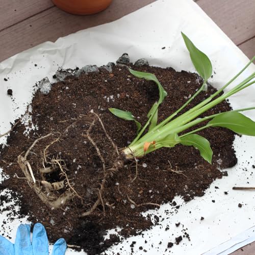 Organic Bird of Paradise Potting Soil Mix 1qt, Ideal for Indoor/Outdoor Potted Plants, Promotes Optimal Growth for Bird of Paradise - size: 1qt