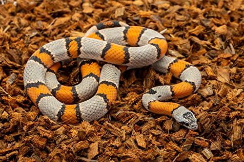 ReptiChip Reptile Substrate Coconut Chip Bedding 72 Quart Compressed Organic Coco Husk Block for Snake Habitat, Ball Python Terrarium, Turtle Tanks, Tortoise Enclosure (3 Pk) - size: 3 Pack Breeder Bundle