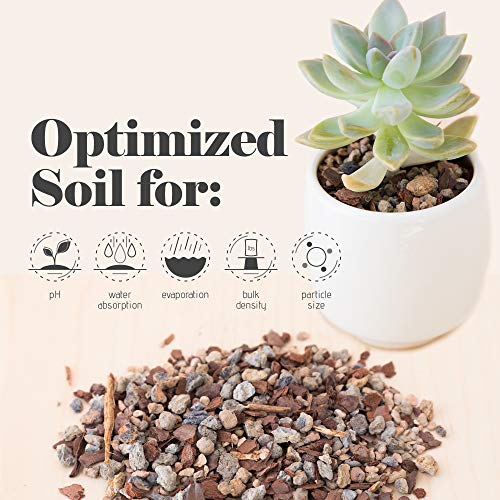 Bonsai Jack Succulent, Cactus and Bonsai Soil - Jacks Gritty Mix - 12 Gallons – Fast Draining – Fight Root Rot – Optimized pH - size: 12 Gallon (48 Dry Quarts)