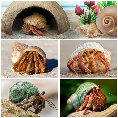 QUOZUO Hermit Crab Shells - Natural Coconut Shell Hut with Artificial Plants, Seashells for Crab Tank Hideouts - 22 PCS