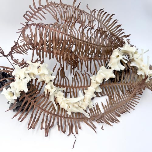 Taxidermy Real Fox Spine Decor - Model Animals Bones Specimen, Taxidermy Supplies for Science Education, Collection (Fox Spine) - style: Fox Spine