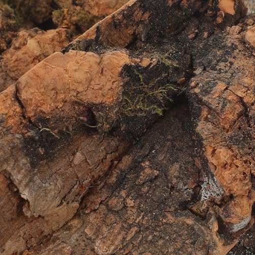 Ciieeo 10pcs Natural Cork Bark Sheets for Terrarium Background and Climbing Wall, 4x2 Inch Flats Support Shedding Needs, Safe for Sensitive Amphibians and Spiders