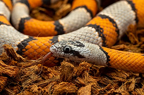 RediChip Reptile Bedding Loose Medium Coconut Chip 36 Quart Coco Husk Substrate Mulch for Snake Habitat, Ball Python Terrarium, Turtle Tanks, Tortoise Enclosure - size: 36 Quart