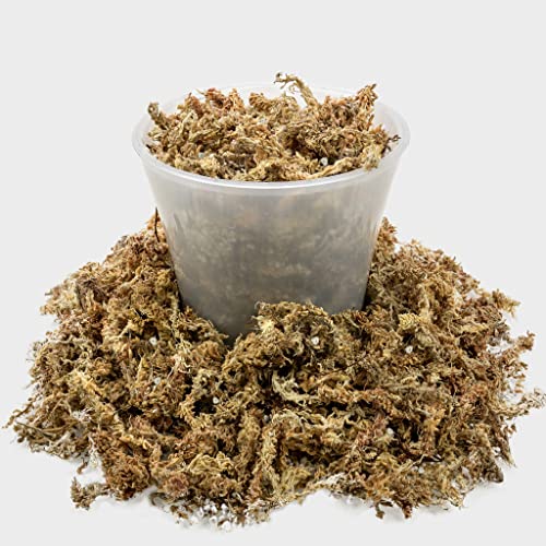 Gardenera Sphagnum Moss Potting Mix for Carnivorous Plants, Moss and Perlite Blend for Potting Venus Fly Traps, Sarracenia, Pitcher Plants - 75% Sphagnum Moss + 25% Perlite - Made in USA - 1 Quart - size: 1 Quart Bag, style: Carnivorous Plant Soilless Mix