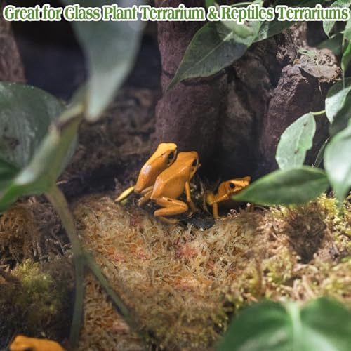 Halatool 3.5OZ Natural Sphagnum Moss for Reptiles Premium Reptile Moss Ideal Terrarium Moss for Box Turtles Hermit Crabs Leopard Gecko Snakes and Hamsters Enclosure - size: 3.5oz