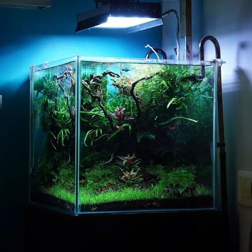 Ultum Nature Systems Driftwood - Spider Drift Wood for Fish Tank, Planted Tank, Terriarium, Paludarium - Versatile Natural Driftwood Decor, Events Wood Centerpiece - Spider Wood, Medium (12-15") - size: 12-15" 1-Pack