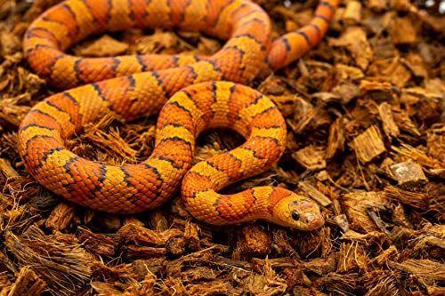 RediChip Reptile Bedding Loose Medium Coconut Chip Substrate 12 Quart Coco Husk Mulch for Snake and Gecko Habitat, Ball Python Terrarium, Lizard and Turtle Tanks, Tortoise Enclosure - size: 12 Quart