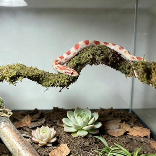 2PCS Leopard Gecko Climbing Toys Bendable Moss Vine Hermit Crab Tank Accessories for Lizards Leopard Geckos Chameleons Frogs 15 Inch (2)