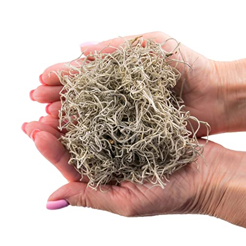 Gardenera Premium Natural Spanish Moss | Natural Preserved - Great Ground Cover - Filler for Potted Plants - 2 Quart Bag (GRD-SPANISH-MOSS-2QT) - color: SPANISH MOSS, size: 2 Quart
