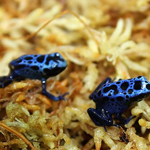 Sphagnum Moss Dried Spagnum Dry Moss for Reptiles Bedding and Terrarium Pet Supplies 150g, Dried, Sphagnum