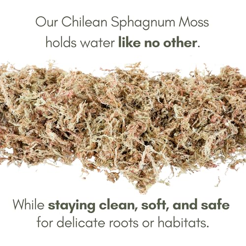 Mossify Premium Sphagnum Moss for Plants 1kg, 2.2 lbs - Long Fiber Moss for Plants Indoor, Orchids, Terrariums, Gardening, Reptiles – Moisture Plant Moss for Propagation, Soil & Habitat Bedding - size: 1kg (2.2 lbs)