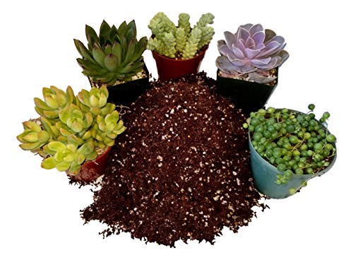 Fat Plants San Diego Premium Cacti and Succulent Potting Mix Soil - for Cactus Palm Tree Citrus Plant Grown in Gardening Containers - Indoors & Outdoors Use - with Natural Food/Fertilizer - size: 2 Gallons