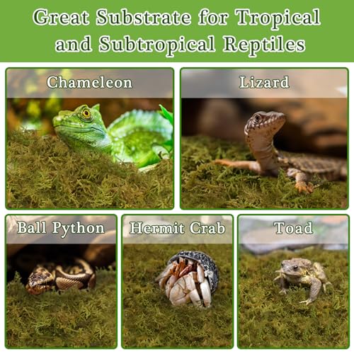 Halatool 5 OZ Sphagnum Moss for Reptiles - Green Terrarium Moss | Expands to 8 QT, Reptile Bedding for Snakes, Tortoises, Geckos, Lizards & Orchids, Humidity Retention & Temperature Buffering - size: 5OZ