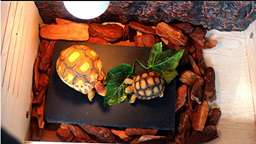 OMEM Turtle Reptile Rock Food Plate Grinding the Nail (M) - size: M
