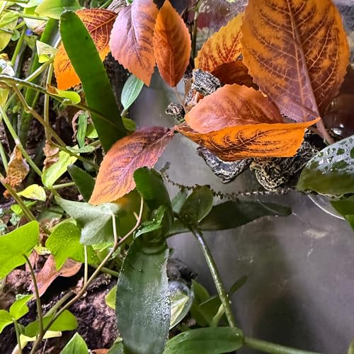Reptile Climbing Vine 2-Pack – Resin Driftwood with Suction Cups & Bendy Ivy (Medium-Large 10") for Terrariums, Geckos, Lizards, Snakes, and Reptile Habitats (Crimson Vein) - color: Crimson Vein