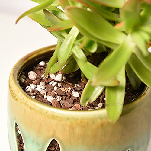 Succulent & Cactus Soil Mix by Perfect Plants (1QT) - size: 1 quart