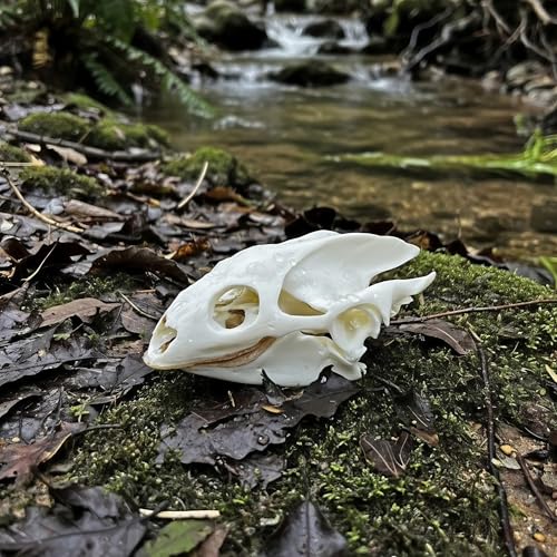 Taxidermy Real Animals Skull Decor - Model Animals Bones Specimen,Taxidermy Supplies for Science Education,Collection (Turtle) - style: Turtle Skull