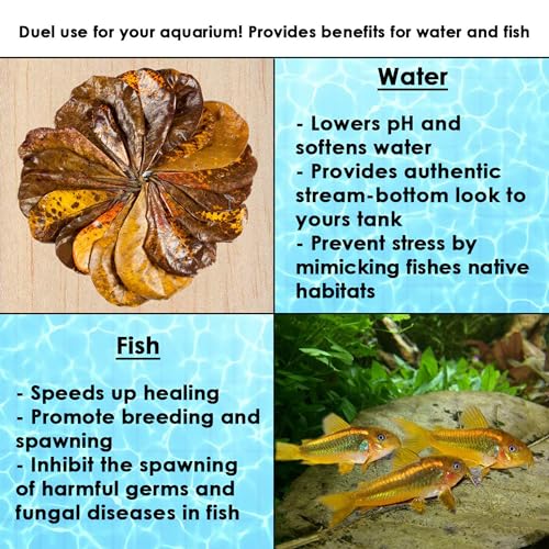 SunGrow 10 Pack Hermit Crab Large Catappa Indian Almond Leaves, Tarantula Dried Leaves for Spawning, Source of Cellulose and Nutrition for Isopods and Crickets, Create Humid Vivarium Habitat, 8”