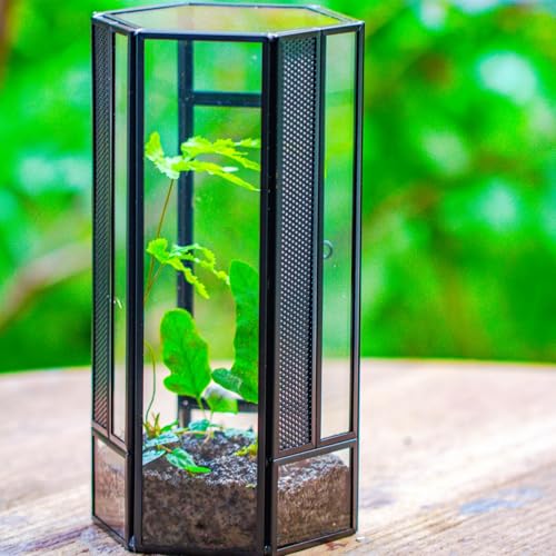 NCYP Glass Enclosure Terrarium with Mesh and Door for Small Spiders - Hexagon Shape, Small Mantis Vented Glass Terrarium 4.1'' x 3.6'' x 7.8'', Tabletop Decor, Black (Plants Not Include) - size: 4.1'' x 3.6'' x 7.8''