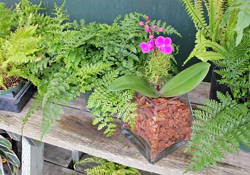 SuperMoss (23112) Orchid Potting Bark, 100% Natural White Fir Bark, 3/4", 2 Cu. Ft. - size: 3,456 Cu. In., style: 3/4"