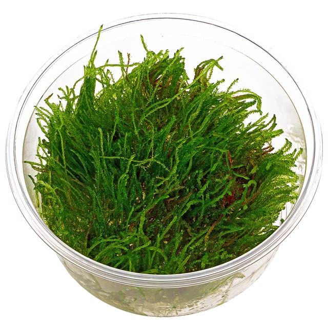 Moss for Aquariums | Live Aquatic Moss (Weeping Moss, 1) - style: Weeping Moss