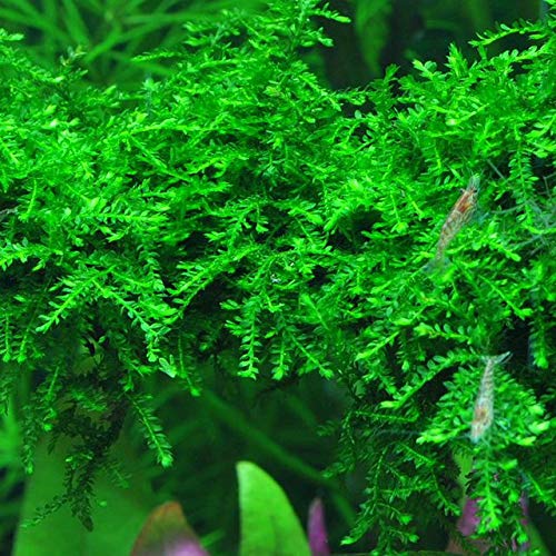 Moss for Aquariums | Live Aquatic Moss (Weeping Moss, 1) - style: Weeping Moss