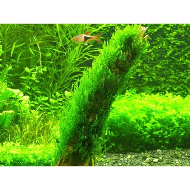 Moss for Aquariums | Live Aquatic Moss (Flame Moss, 1) - style: Flame Moss